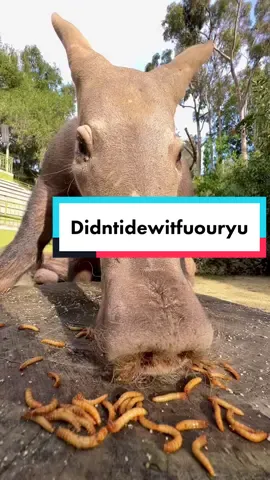 Weird looking borzoi  #CapCut #DidntIDoItForYou #aardvark #borzoi #sandiegozoo