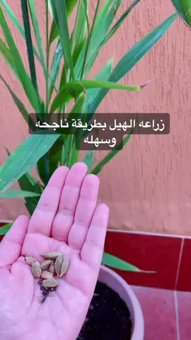 زراعه الهيل ممكن تنجح في جده اذا كان تحت اشجار متوسط درجات الحراره في جده ٣٨ درجه بالنسبه لتجربتي اشوفه سريع في النمو وريحه الاوراق ريحه هيل قويه #الزراعه_سهله #fyp #زراعه #explore #foryou #foryourpage #تعلم_على_التيك_توك #اكسبلور 