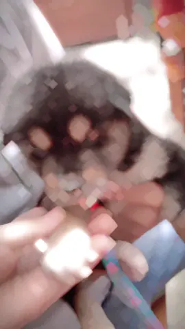 Càng lớn càng báo chứ có gì đâu😂#Bullsieuli#xuhuongtiktok #capcutedit 