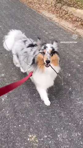 LOOK, A STICK! #sheltieselfie #sheltie #sheltiepage #shetlandsheepdog #buzzfeedanimals #barkhappy #dogsofaustin #austindogs #atxdogs  #texasdogs  #sheltiepuppy #bluemerle #bluemerlesheltie #puppiesofinstagram #puppygramdaily #sheltiesofinstagram #sheltiesmile  #dogfriendly #traildog #dogfriendly #dogreels #hikingwithdogs