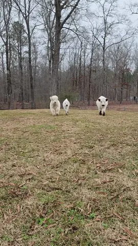 *The Grass Puppies. #PetsOfTikTok #fypシ #highlandcow #cowsoftiktok #minifluffycows #petcow #minicow #microcow 