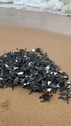#turtles #turtle #turtlerelease #srilankaturtlehatchery #srilankaturtle