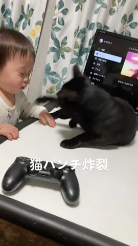 夕方の機嫌悪い時にあめの追い討ち猫パンチ炸裂笑笑 #赤ちゃんのいる暮らし #猫のいる暮らし  #赤ちゃんと猫のいる暮らし 
