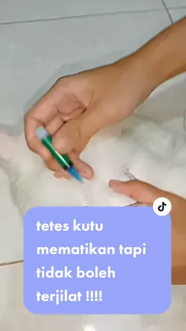 kecil dan mematikan untuk kutu kucing tetapi tidak boleh terjilat ya guyss 😁 . . . #obatkutukucing #obatteteskutukucing  #basmikutuanambulmu  #obatkutukucingampuh #cleversolutionsindonesia #cleversolutionsid 
