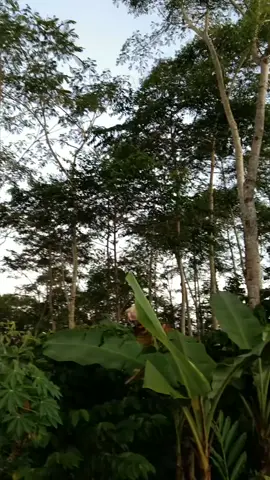 Pagi hari di kampung halaman 