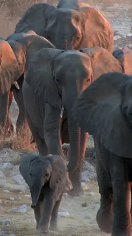 Elephants family. Namibia Africa 