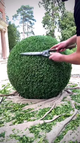 Quick boxball clip… #topiary #asmr #oddlysatyisfying #asmrsounds 