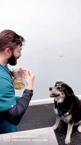 This dog loves Redbull! #drtom #veterinarian #veterinariansoftiktok #viral #fyp #foryou #vetlife #vetmed #animaldoctor #redbull #dogsoftiktok #dogsoftheday @Red Bull USA 