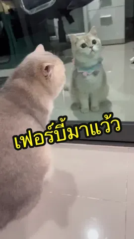 เฟอร์บี่มาแล้วค่า ฝากเนื้อฝากตัวด้วยนะค้า ขอเวลาให้แม่ขุนน้องอีกนิด จะให้สวบกะฟอร์กี้🤣 #forgiforfun #furbiforfun #ทาสแมว #เคล็ดลับสัตว์เลี้ยง #แมวนําเข้า 