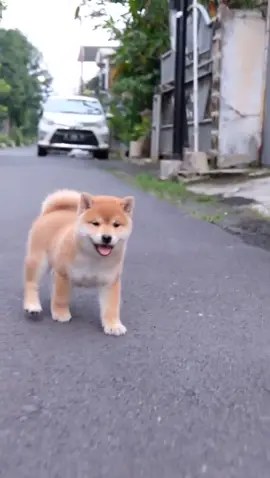 My Shiba inu puppy 5,5 Weeks old Super Quality 🦁 . . #shibainu #shibainupuppy #jualshibainu #saleshibainu #shibainuforsale #shibainupuppyforsale  #shibainudog #shiba #shibapuppy #shibalove #shibadog #shibainustagram #shibainumania #shibainuindonesia #shibaindonesia #shibainusesame #shibainusemarang #shibainubandung #shibainubaby #shibainujakarta #studshibainu #shibainulove #shibainuofinstagram #shibainumedan