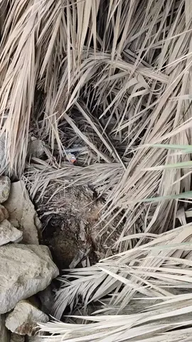 شوفو وين مبيضة الدجاج وكاركة وانة ما ادري 😂#تربية_الدجاج #دجاج_عرب #دجاج_زينة #تفقيس #كتاكيت #مزرعة_الاسدي #طيور 