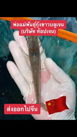 พ่อแม่พันธุ์กุ้งขาวบลูเจน ส่งออกไปจีน 🇨🇳🇨🇳            ออเดอร์ปังๆตั้งแต่ต้นปีกันเลยย สนใจลูกกุ้งพีขาว สนใจติดต่อ สำนักงานใหญ่สทิงพระ 095-442-7780 (อาร์ม) 095-442-7778 (มายด์) ภาคกลาง/ตะวันออก 095-442-7774 (ใหม่) ##ท๊อปเจนอควาคัลเจอร์##ท๊อปเจน##สายพันธุ์เด่นเน้นคุณภาพ##เลี้ยงง่ายโตไว##กุ้งขาว##กุ้งขาวท๊อปเจน##กุ้งพีขาว##กุ้งพีขาวสายพันธ์ุบลูเจน##กุ้งขาวบลูเจน##กุ้งขาวสายพันธุ์คุณภาพ##กุ้งขาวสายพันธ์ุบลูเจน