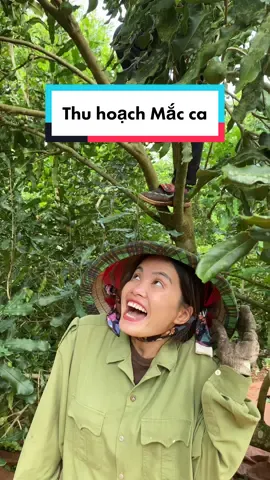Thu hoạch Mắc ca, bạn đã thử chưa? 😊 #Hanabanme #ancungtiktok #LearnOnTikTok #roiphovevuon #tetmaiman 