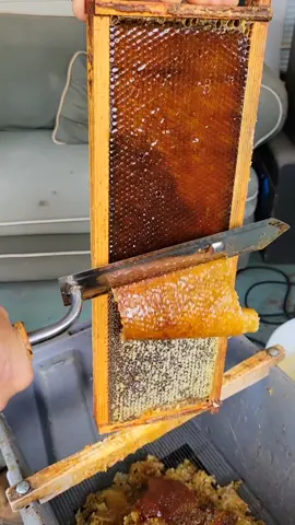 Milking the honey.  #beekeeping #양봉 #foryou #beekeeper #honey #honeycomb #ASMR #uncapping #fyp #