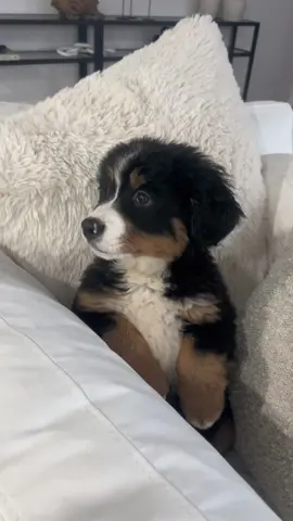 Big yawns #bernesemountaindog #pup #cutepup 