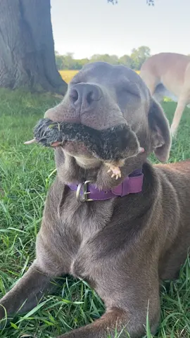 #labradorsoftiktok #countryliving 