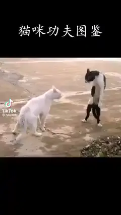 วรยุทธ์ใต้หล้า ตัดสินแพ้ชนะ วัดกันที่ความเร็ว,🥊🤼😆