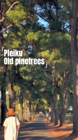 Con đường với hàng thông trăm tuổi bên cạnh biển hồ Pleiku#vietnam #vietnamtravel ###xuyenviet #dikhapvietnam #pleiku #pleikugialai #hangthong100tuoigialai #hangthongtramtuoi #gialai81 #doimatpleiku 