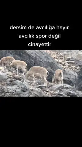 Dersim de avcılığa hayır 🙏✌️✊#dersimm #avcılıkcinayettir #mameki #aleviyiz #fyp #dersimli #dersim62 #dersimmunzur #alihidircelik62 #zazaca #zazalar 