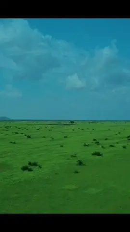 Wajaale is the breadbasket of the Republic of #Somaliland. #wajaale #grassland #somalilandtiktok #somalitiktok 