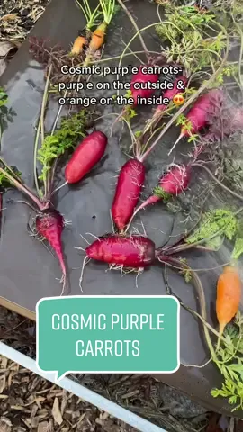 Cosmic purple carrots are so pretty 😫 usually all purple carrots can be tough and less sweet, but cosmic purples have a beautiful purple outside but a sweet orange core! The best of both worlds 💕 about to plant some more for spring soon! #gardenharvest #gardening #gardenwithme #gardentips #carrotharvest  #screammovie 