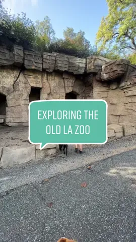 after a rainy weekend, this was much needed 🌲🥾 #oldlazoo#exploringlosangeles#grifithpark#losangelesthingstodo#grifithpark 