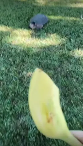 Do you like that?!🤪 #turtlesoftiktok #turtleturtle #turtle #turtlebite #cuteturtle #lol #funny #jumpscare #funnyanimals #fyp 
