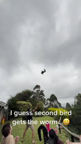 Feeding yellow-billed kites in the backyard 🦅🤯  #viralhog #cool #animal 