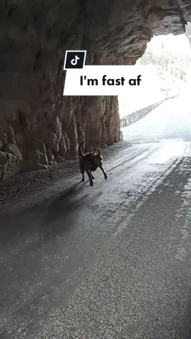 #fastasfkboi #dogzoomies #adventuredogs #hikingdogs #dogtok #funnydogvideos 