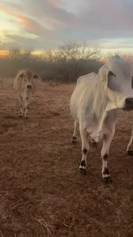 #cow#brahmancow#expencivecow#texas#babycows#brahma#viral#likedvideo