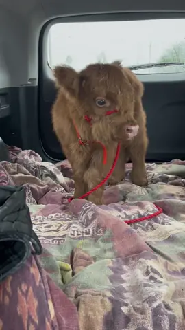 #highlandcow #highlandminicow #ranchlife #fypシ #foryou #foryoupage 