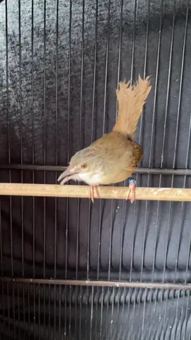 Alhamdulillah kecetak lagi cigun konslet isian 🥰🥰 .. usia kurleb 4,5 bulan .. klo ini saya pake sett Full krodong tapi sering diajak interaksi ya ges ya .. masteran cuma siang aja .. voer biasa kasih leo campur voer ciblek gacormaxx , vitamin kasih vit gacormaxx gold 🔥 ..ef jk alam p5 s5 ulat kandang cepuk jaring kecil ..  #kicaumania #gacormaxx #muraibatu #murai #muraimedan #muraibatumania #burung #muraibatuindonesia #lovebird #lovebirdmania #kacer #cendet #kenari #pleci #jalak #cucakijo #kolibri #konin #sogon #trucuk #pelatuk #masteran #ciblek #cigun #ciblekgunung 