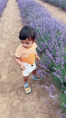 #lavenderfarm #hobarttasmania #goviral 
