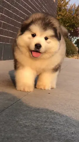pet cute #pet #cutebaby #xuhuong #funny 