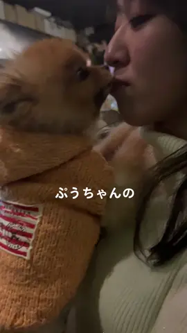 抱っこさせてもらた。かわちい #犬のいる暮らし ##ワンちゃん #キス #ぺろぺろループ 