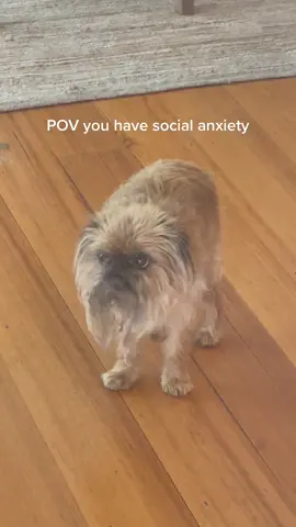 sometimes it really do be like that 🫥 … #socialanxiety #anxiety #fyp #foryoupage #fypシ #funny #funnydog #wookiee #doggo #griffon #chewy #ewok 
