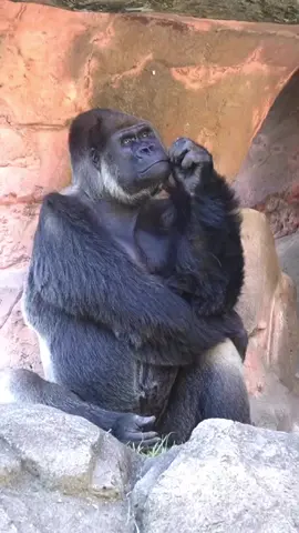 ما أقبح الهم أيه الغوريلا🦧