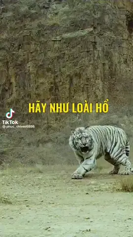 Hãy sống như loài hổ#xuhuong #mạnhmẽ#đơnđộc 