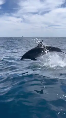 What an unbeleivable experience swimming with wild dolphins in the ocean 😍 #newzealand #travelling #dolphins #swimming #onceinalifetime #boat 