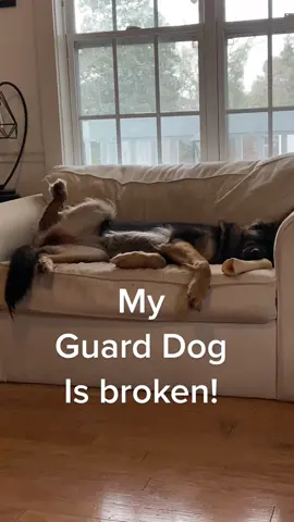 #guarddog #guarddogs #cutedogsonly #cutedogsoftiktok #cutedogs4life #gsdoftiktok #gsdlove #guarddogsoftiktok #guarddogsonduty #guarddogsecurity #germanshepherd #dogmom #protectiondog #k9 #searchandrescue 