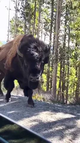 An absoloutely enormous bison passes by a car. Bisons are the largest mammals in North America. #goviral #animals #animallover #bison #fyp #foryou