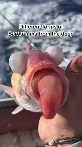 The pressure can do crazy things to these fish. All these fish are eaten and nothing goes to waste. Tiktok no fish were harmed in this video, they are all safely released happy and healthy into the ice box. #fish #fishing #fishtok #offshore #snapper #grouper #boat #shark #tuna #animals #wildlife #grouper #nature #lyonfish  
