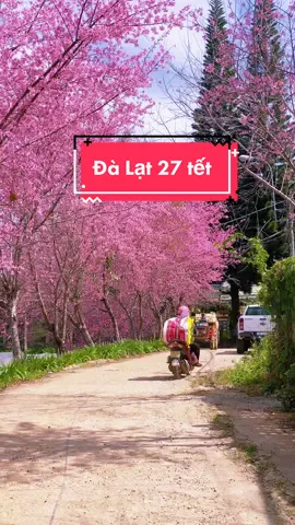 Xuân bình yên bên những tán hoa đào#tiemanhbaprangbo #dalat #chill #xuhuong 