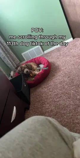 He sick of hearing it lol #dogsoftiktok #pov #king #fyp #adopteddog 