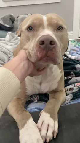 Attention now please. #fyp #dogs #dogsoftiktok #attention #attentionplease 