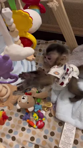 Everett’s having fun! #everetthenry #babymonkey #climbing #adorable #capuchin #monkey #monkeysoftiktok 