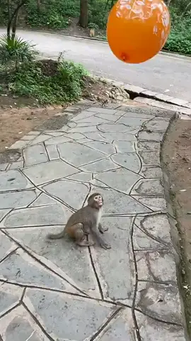 dia sedang asik memainkan balon #bermain #monkey #tiktokanimal #hewanpinter #babymonkeys #hewanlucudanimut #fyp #fypシ #fypage 