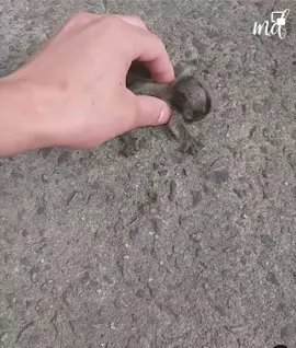 Be Kind 😌 #fyp #rescue #babyanimals #kindness #viral #metdaan @metdaan.official