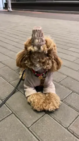 What?😄 I didn't take it off #ponyboo #maltipoolife #maltipoopuppy #maltipoo 