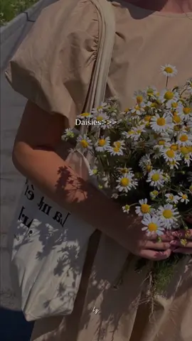 Daisies♡  #daisy #daisies #daisyflower #flowers  #aesthetic #fyp #fypシ 